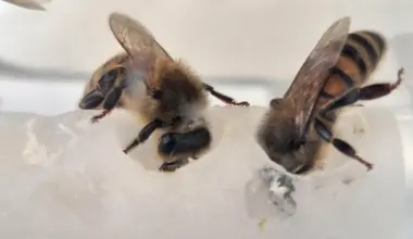 Scientists uncovered the nutrients bees were missing — Colonies surged 15-fold