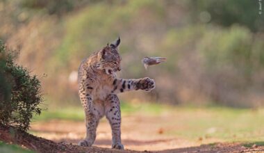 An Iberian lynx throws a dead rodent up into the air as it plays with its catch before eating it.
