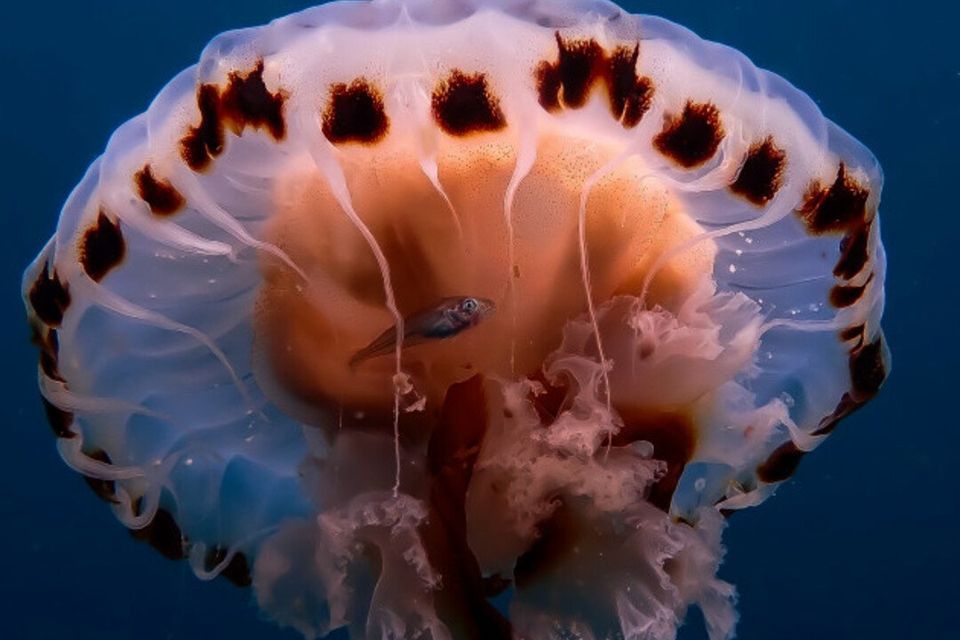 The jellyfish image is by Sinéad Keys.