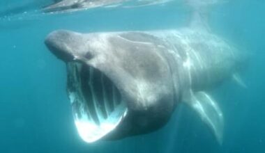 Overheating risk for basking sharks and fish, study finds
