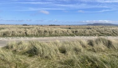 Efforts to protect biodiversity on Bull Island from dogs
