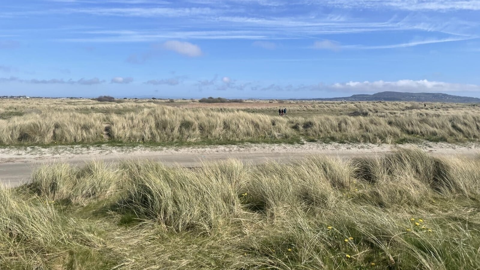 Efforts to protect biodiversity on Bull Island from dogs
