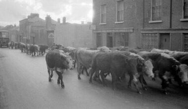 The inside story of Dublin's blood and guts economy