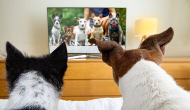 Streaming channel for pets launched in China