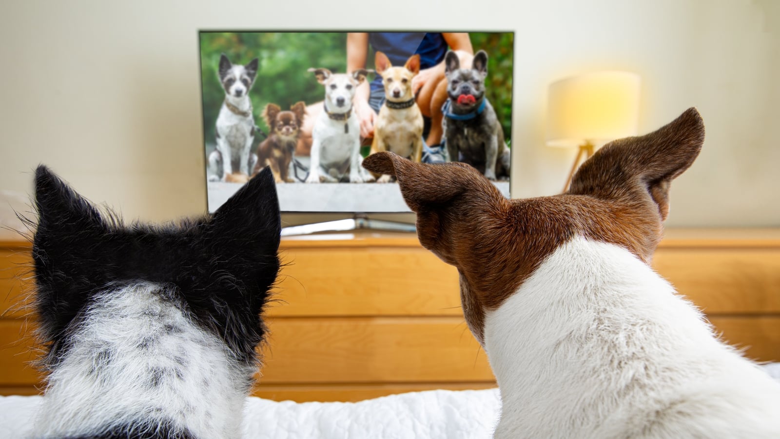 Streaming channel for pets launched in China