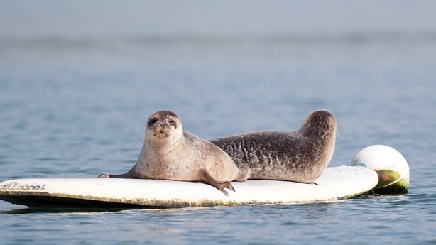Two seals laying on surfboard in Dungarvan estuary in Dungarvan, Co Waterford.