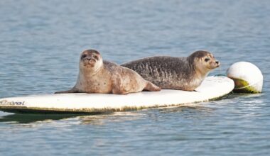 Call for statue to honour Dungarvan's surfing seals
