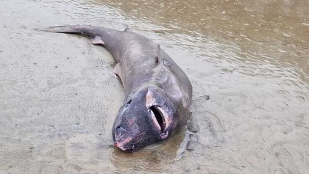 The Greenland shark was found in Co Sligo (Credit: James Winters O Donnell)