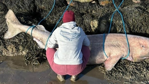 The Greenland shark was found in Co Sligo (Credit: James Winters O Donnell)