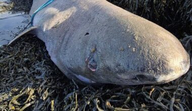 Greenland shark washes up on Irish coast for first time