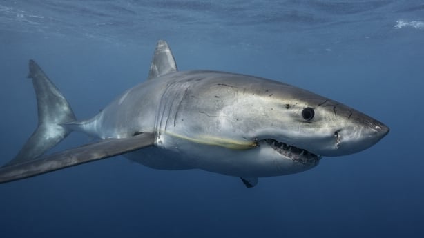Great White shark