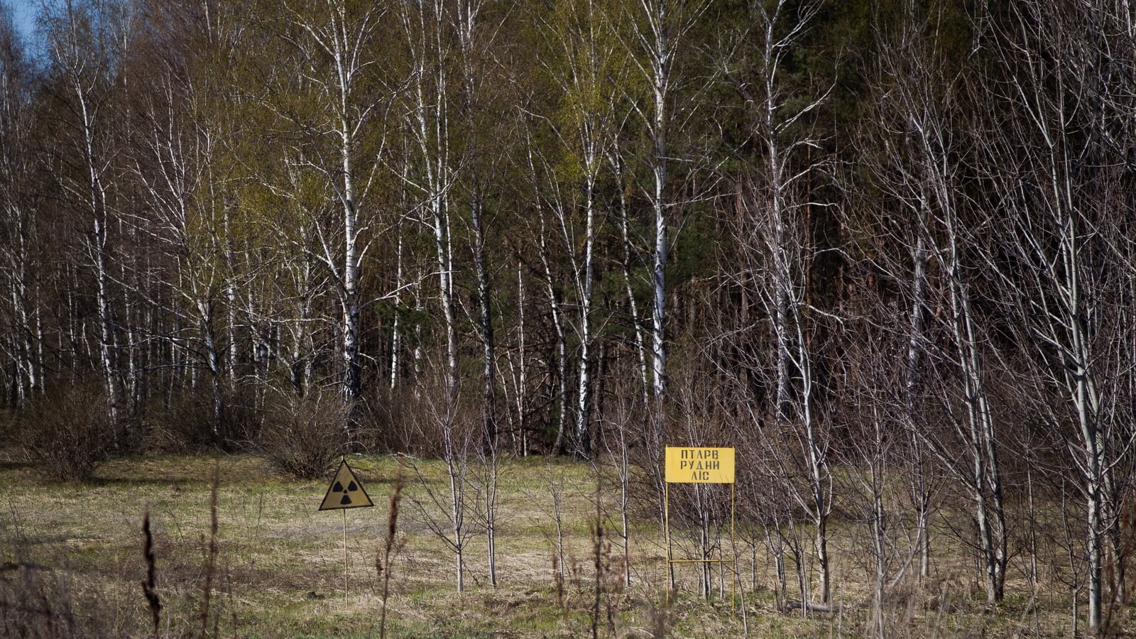 How wildlife & plants have returned to the area around Chornobyl