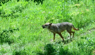 Poisoning suspected as 18 wolves die in Italian park