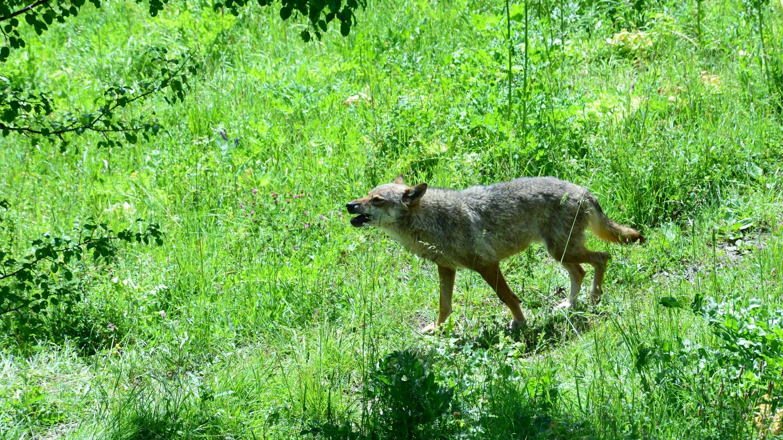 Poisoning suspected as 18 wolves die in Italian park