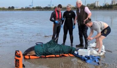 Dolphin stranded on Dublin beach dies