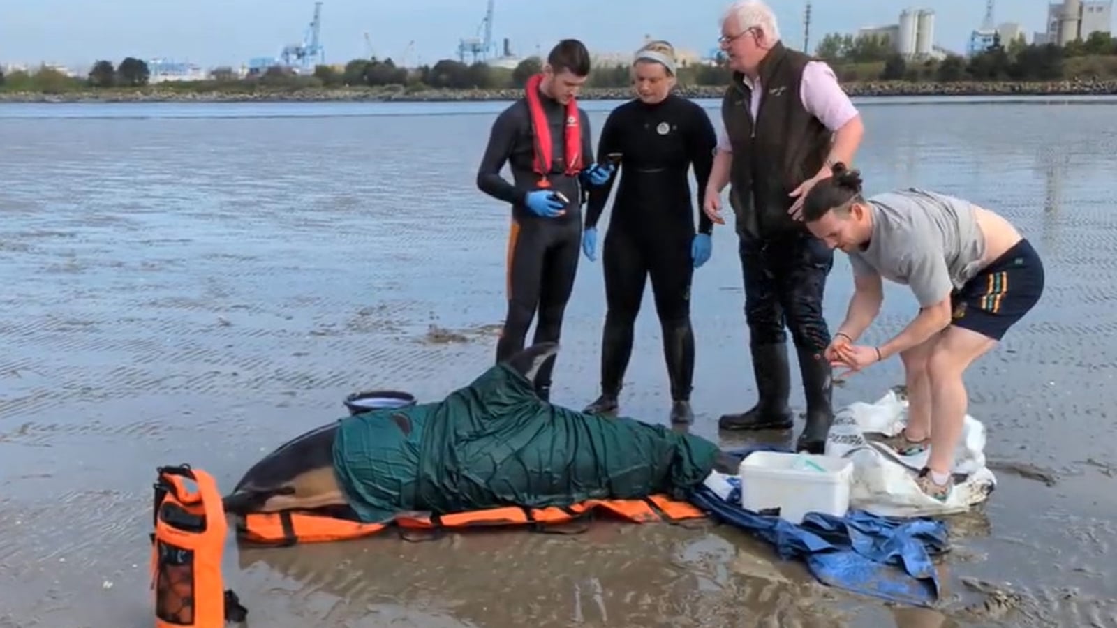 Dolphin stranded on Dublin beach dies