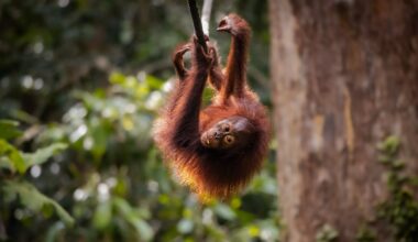 Orangutan uses canopy bridge in 'world first'