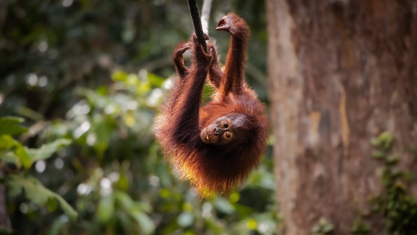 Orangutan uses canopy bridge in 'world first'