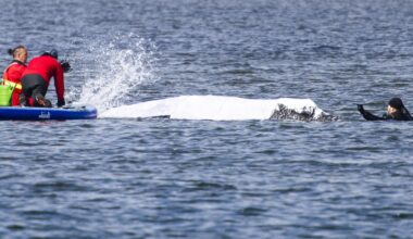 German bid to rescue stranded whale passes key hurdle