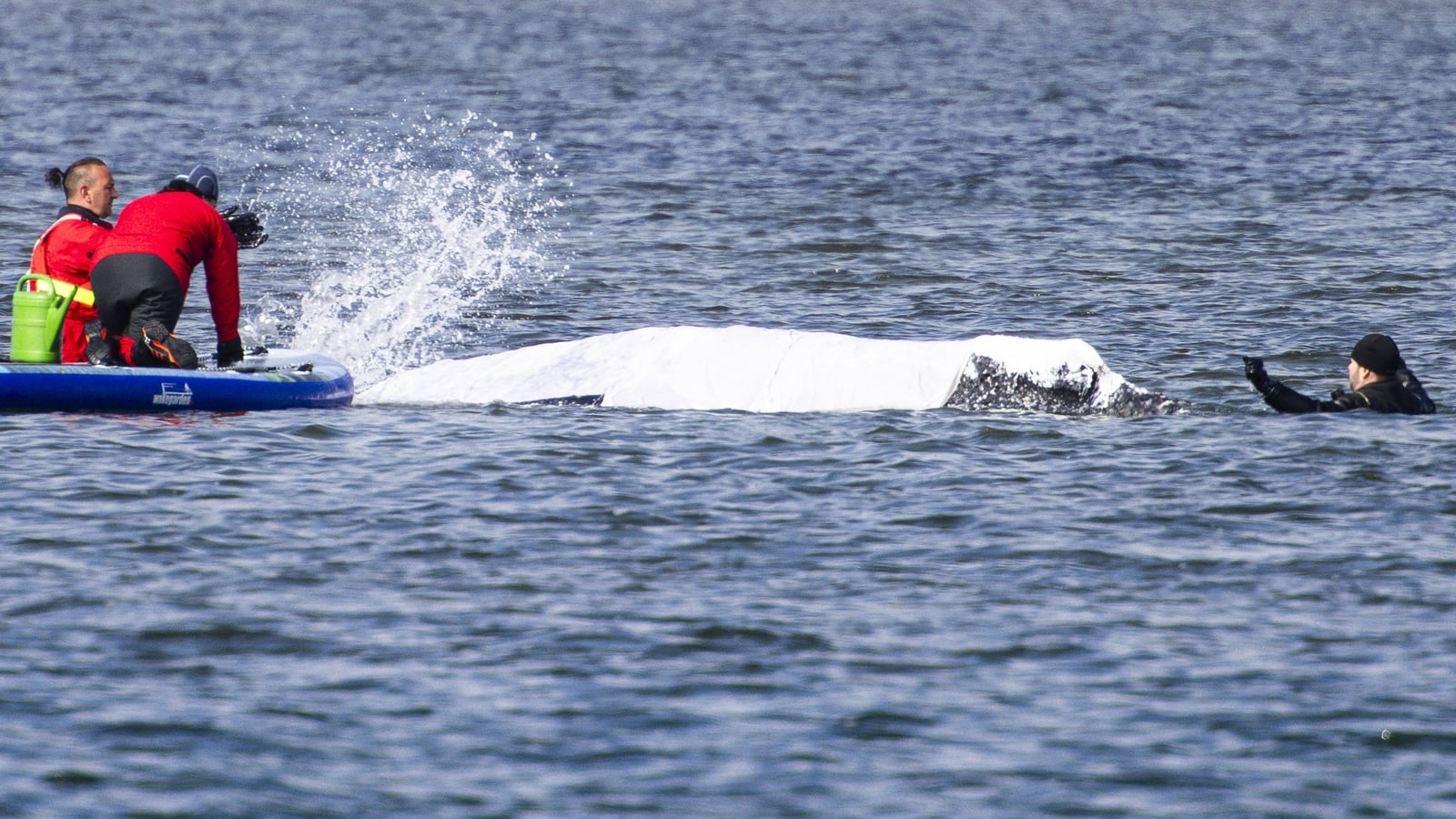 German bid to rescue stranded whale passes key hurdle