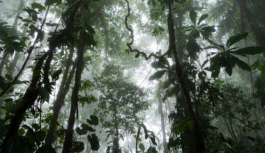 Rainforests Can Bounce Back Much Faster Than Thought, Researchers Say