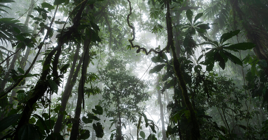 Rainforests Can Bounce Back Much Faster Than Thought, Researchers Say