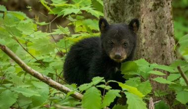 Yahoo lifestyle home