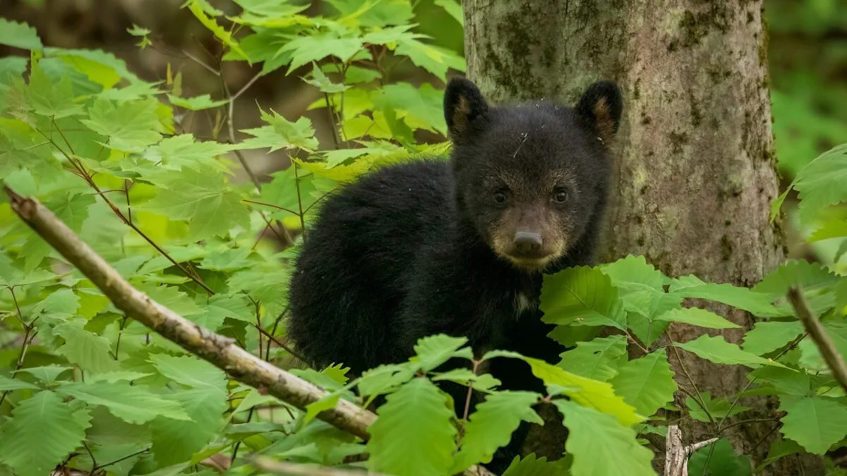 Yahoo lifestyle home