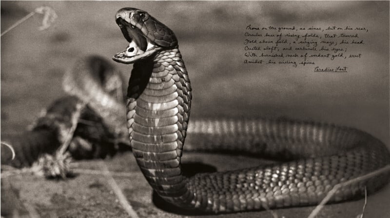 A black and white photo of a cobra with its hood flared and mouth open, appearing to hiss. Handwritten text is visible in the upper right corner of the image. The background is blurred.