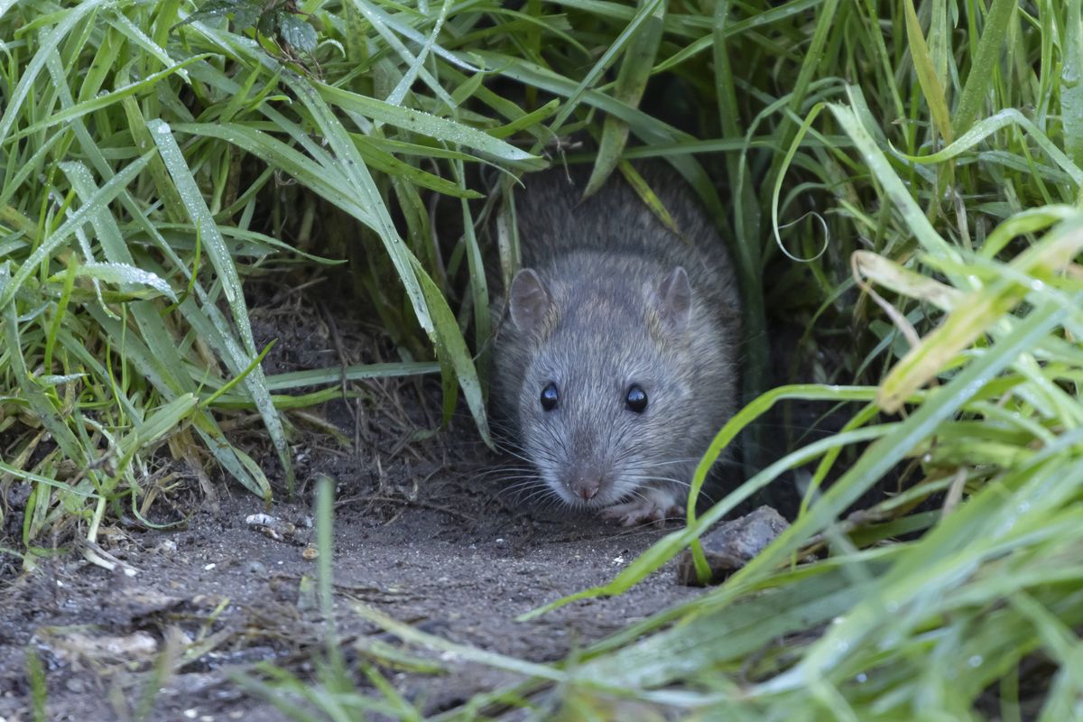 Brown rat (Rattus norvegicus) adult rodent animal emerging from a burrow hole in grassland, England, United Kingdom