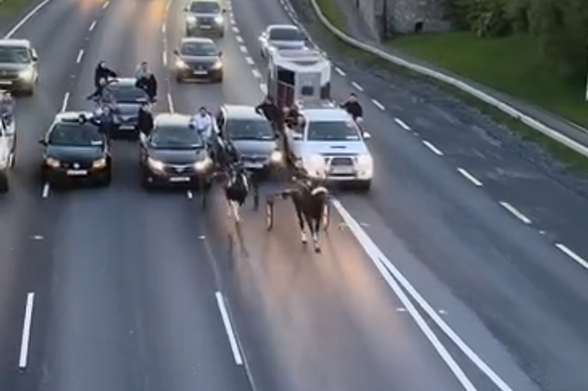 Footage showing horse racing on the N7 Naas Road has been slammed as "dangerous and unacceptable"