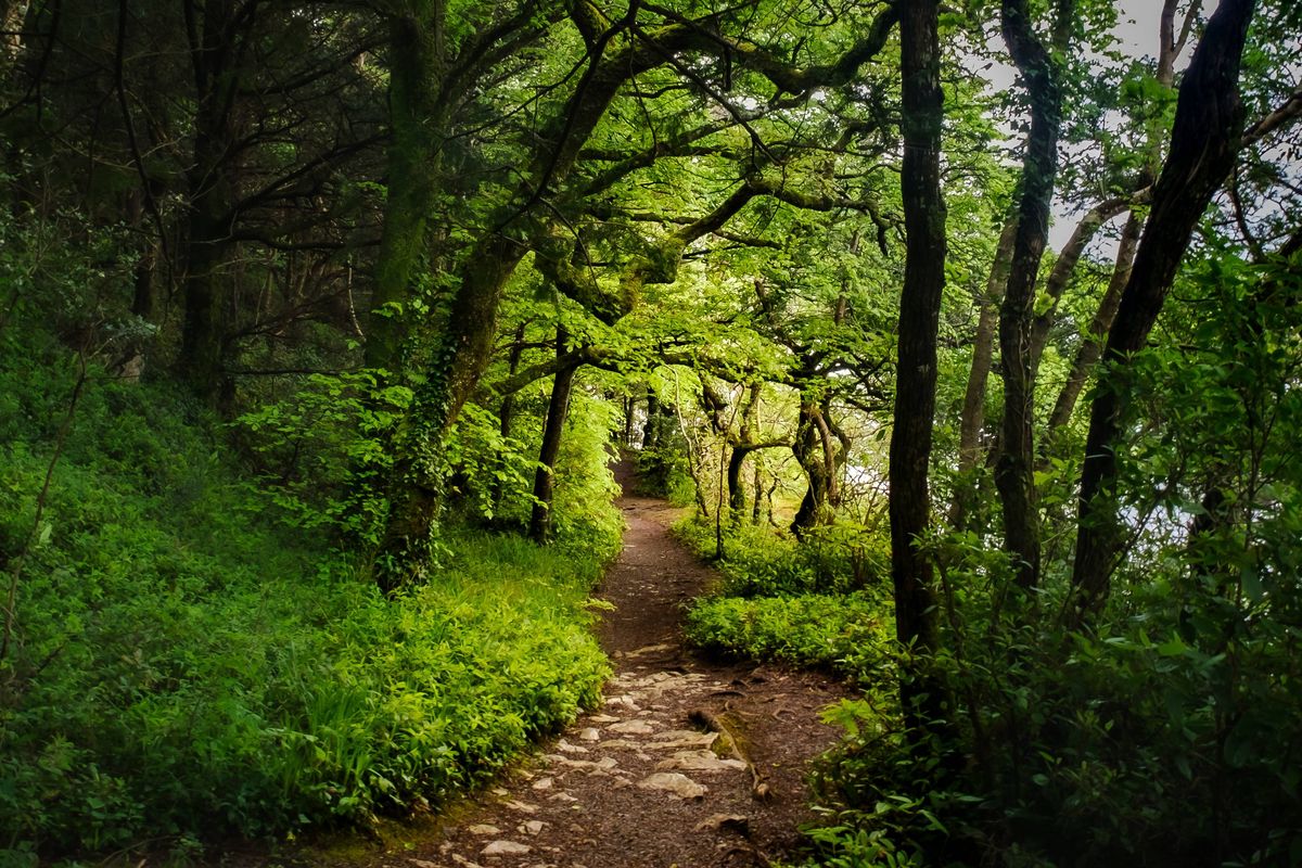 Killarney National Park, near the town of Killarney, County Kerry, was the first national park in Ireland, created when the Muckross Estate was donated to the Irish Free State in 1932