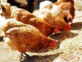 Côte d'Ivoire Reports New Avian Flu Outbreak After Five-Year Lull