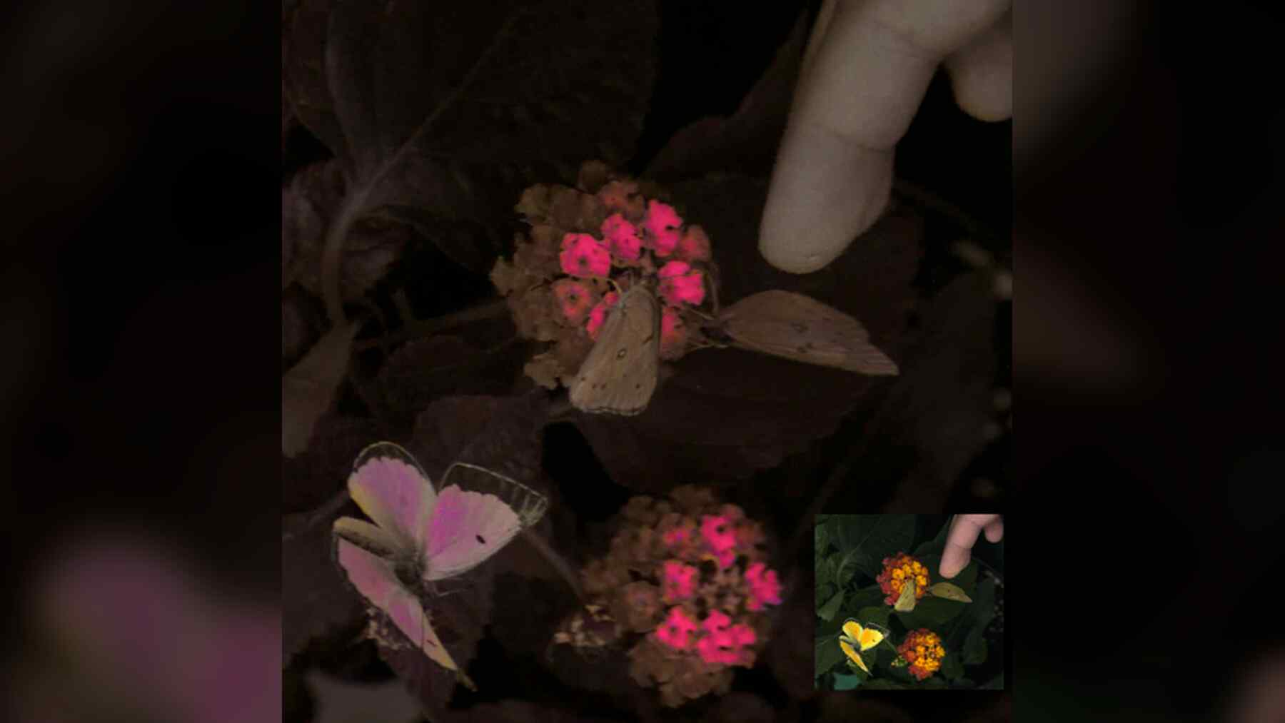 New type of camera to perceive more color