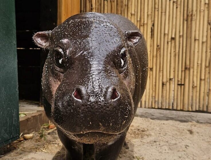 Rare pygmy hippo arrives in Israel to launch breeding program