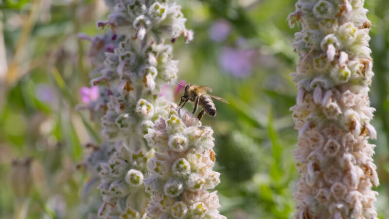 A bee collects nectar from a tall, fuzzy white flower spike, surrounded by similar blooms and green foliage in a sunlit garden.