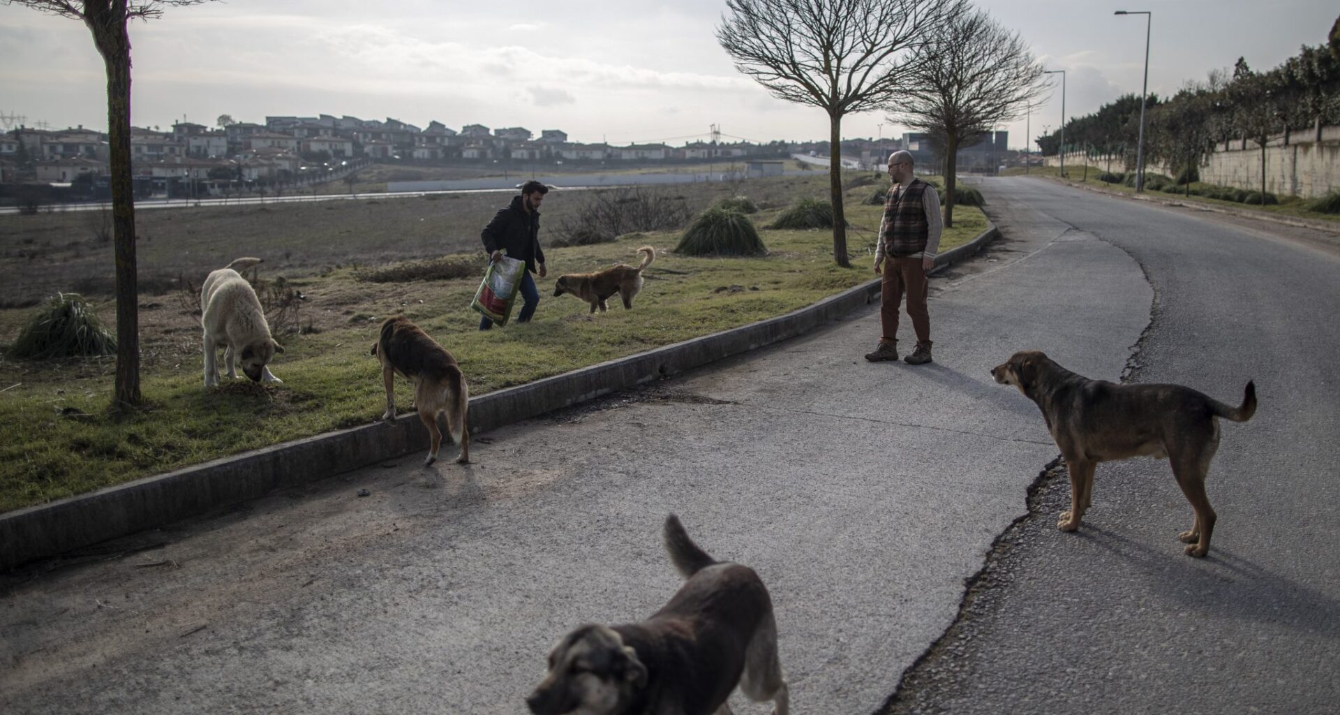 Turkey Removes Nearly One Million Street Animals in a Year