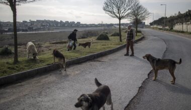 Turkey Removes Nearly One Million Street Animals in a Year