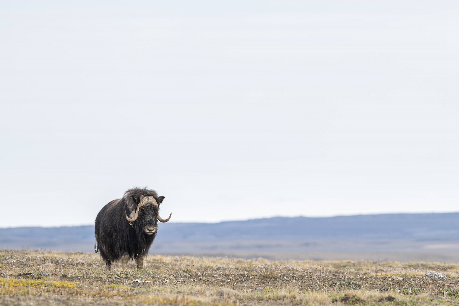 A lone muskox on Ellesmere Island. The Arctic is warming nearly four times faster than the global average. Muskoxen are susceptible to heat stress, with microorganisms in their rumen being very sensitive to changes in temperature. As well, climate change is bringing more “rain-on-snow” and freezing rain, conditions which make it difficult for muskoxen to feed.