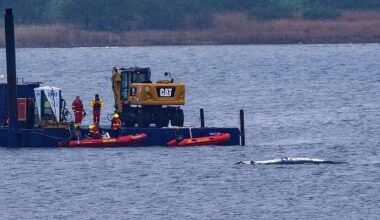 Timmy, the whale stranded off Germany's coast, swims off and gets stuck...again