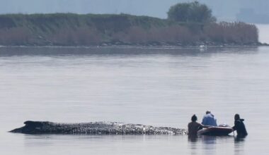 German rescuers plan to use air cushions in bid to save Timmy the stranded whale