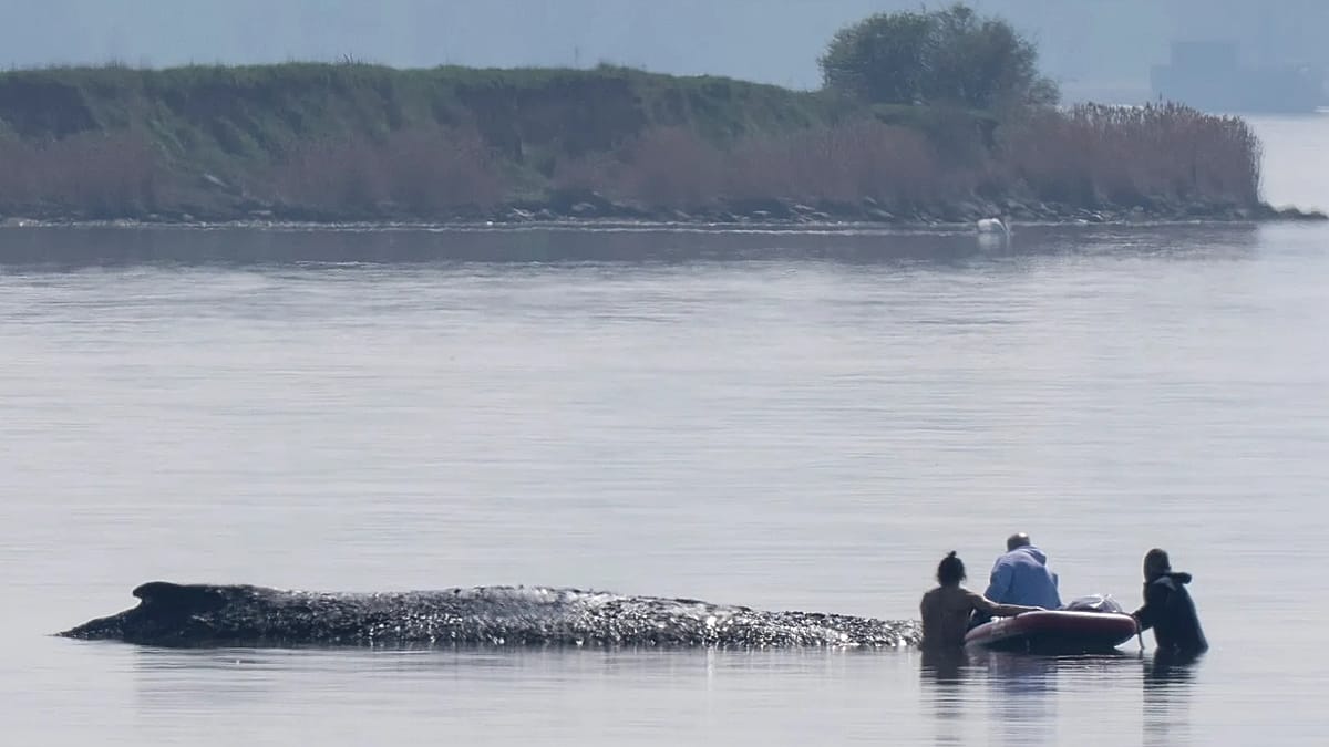 German rescuers plan to use air cushions in bid to save Timmy the stranded whale