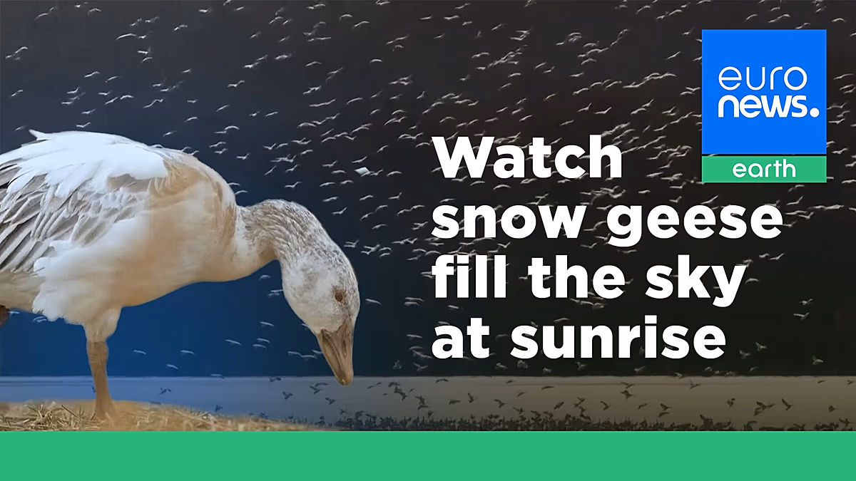 ‘Nature is awesome’: Watch as thousands of snow geese take off for the Arctic at sunrise