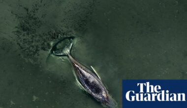 ‘We are totally out of our depth’: experts say whale stranded in Baltic is beyond saving | Germany