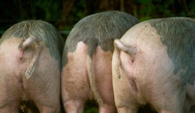 Three pigs side by side, rear view.