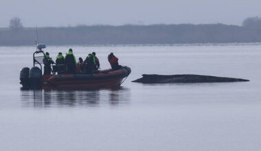 Rescuers lose hope for humpback whale stranded in Baltic Sea