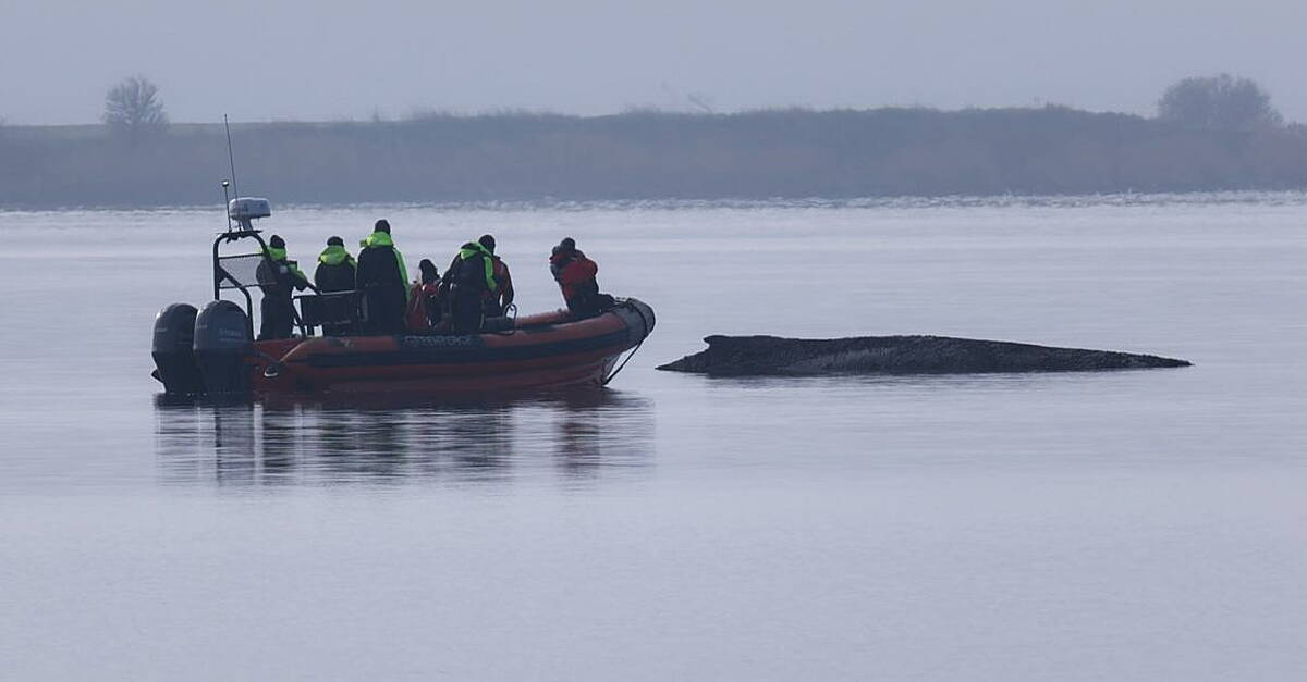 Rescuers lose hope for humpback whale stranded in Baltic Sea