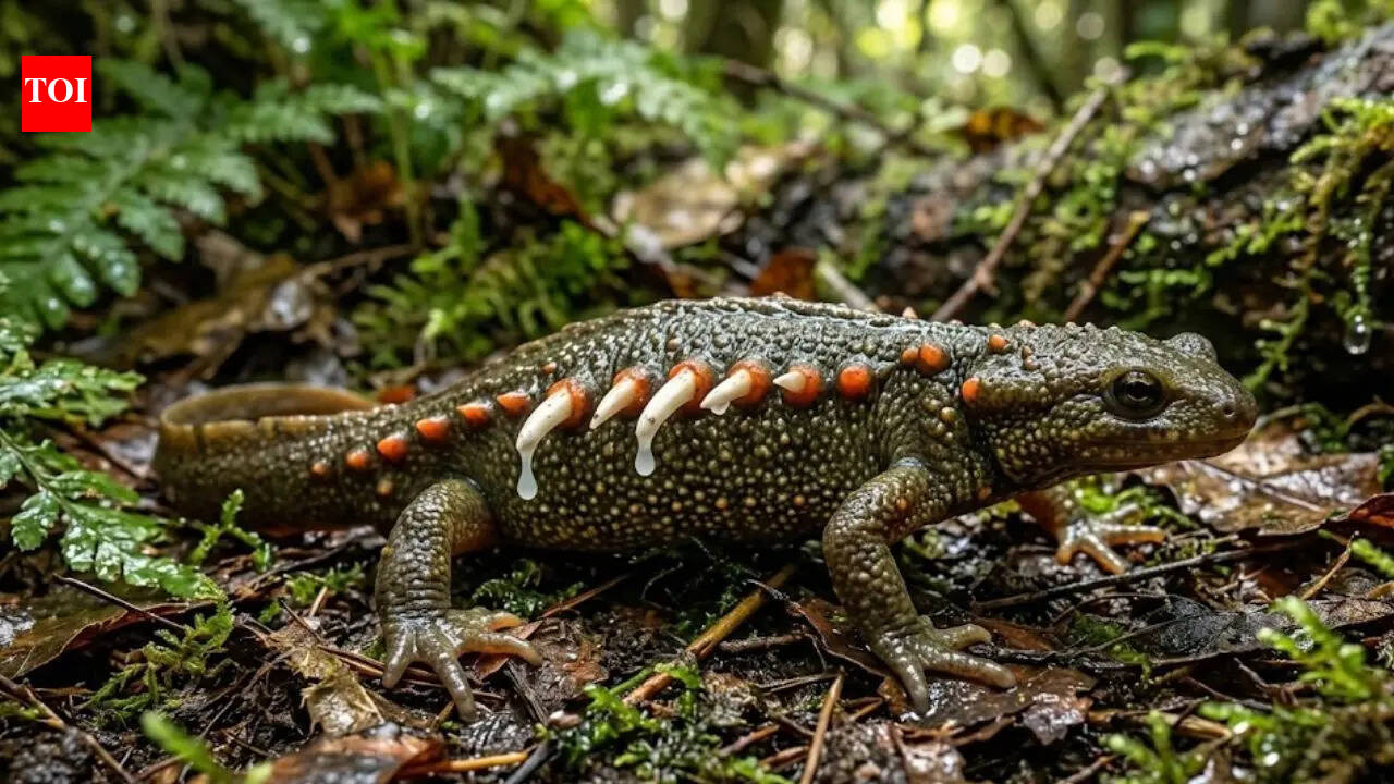 Meet the ‘real-life Wolverine’: An amphibian that uses its own skeleton as a weapon to survive predators |