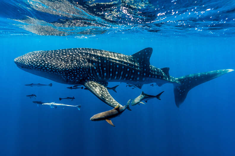 A whale shark in the ocean