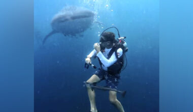 Diver Playing With Little Fish Nearly Misses The World’s Largest Shark Behind Him